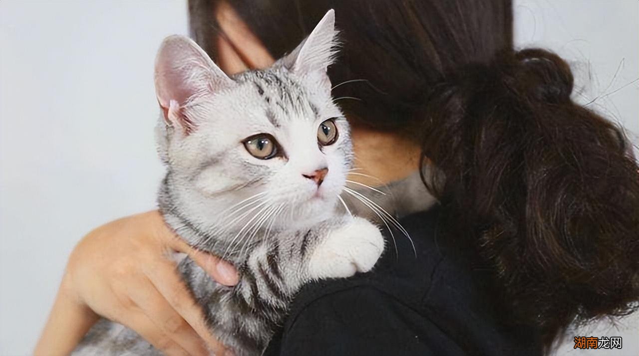 新手必学抱猫咪的正确方式 怎么抱猫咪它会舒服不反抗