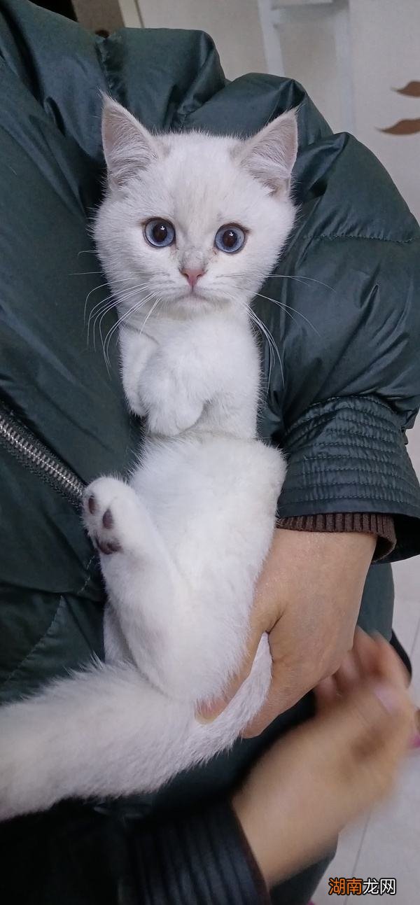 新手必学抱猫咪的正确方式 怎么抱猫咪它会舒服不反抗