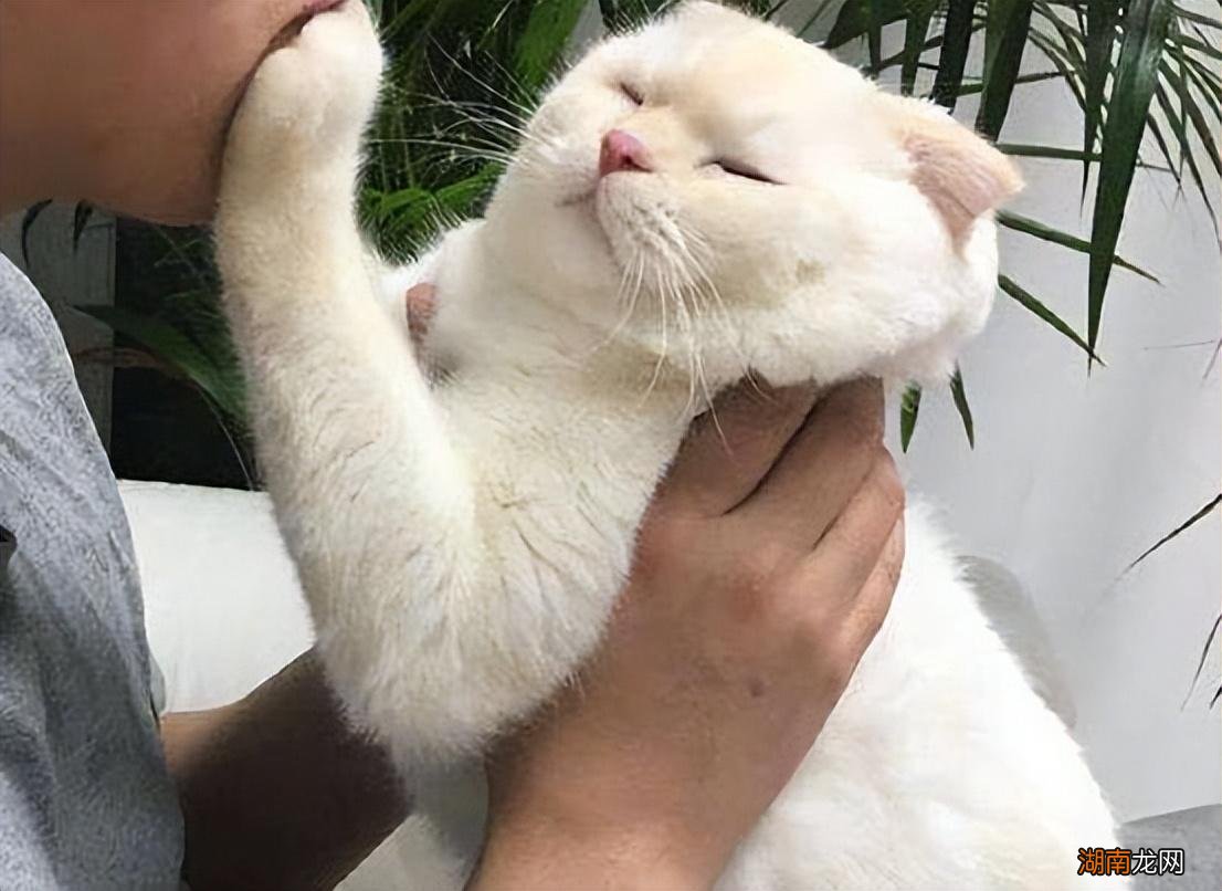 新手必学抱猫咪的正确方式 怎么抱猫咪它会舒服不反抗