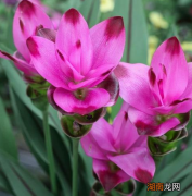 北方小院子适合栽种耐寒的花卉 适合北方庭院种植的花卉