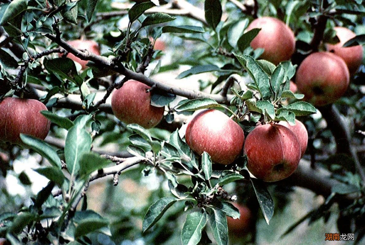3种低矮果树好养又好看有果子吃 适合庭院的低矮树种
