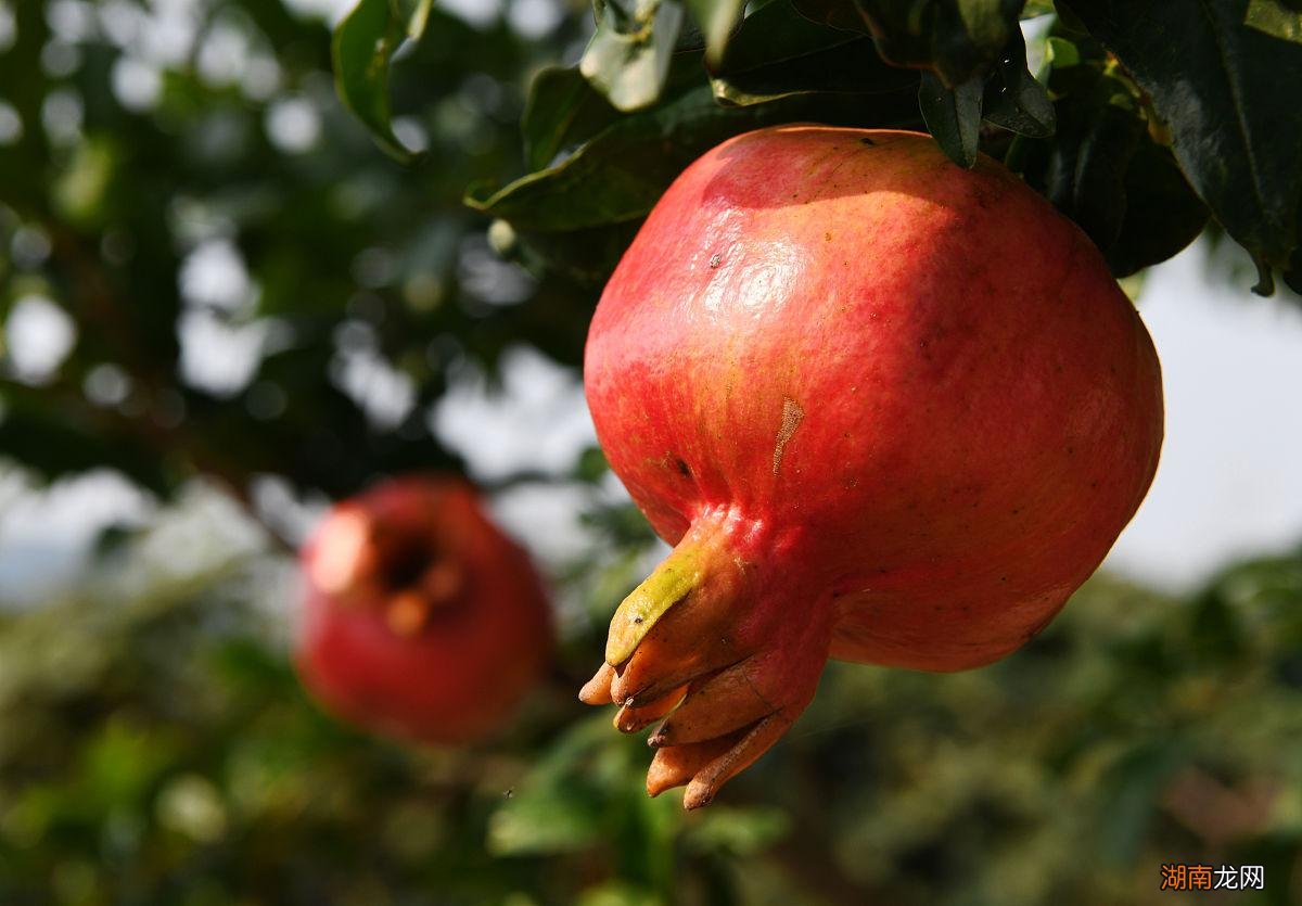3种低矮果树好养又好看有果子吃 适合庭院的低矮树种