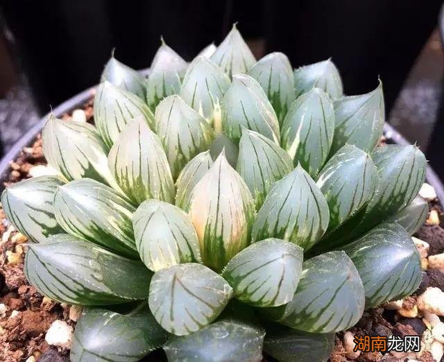 世界上多肉的贵货排名 最贵的多肉是什么品种图片