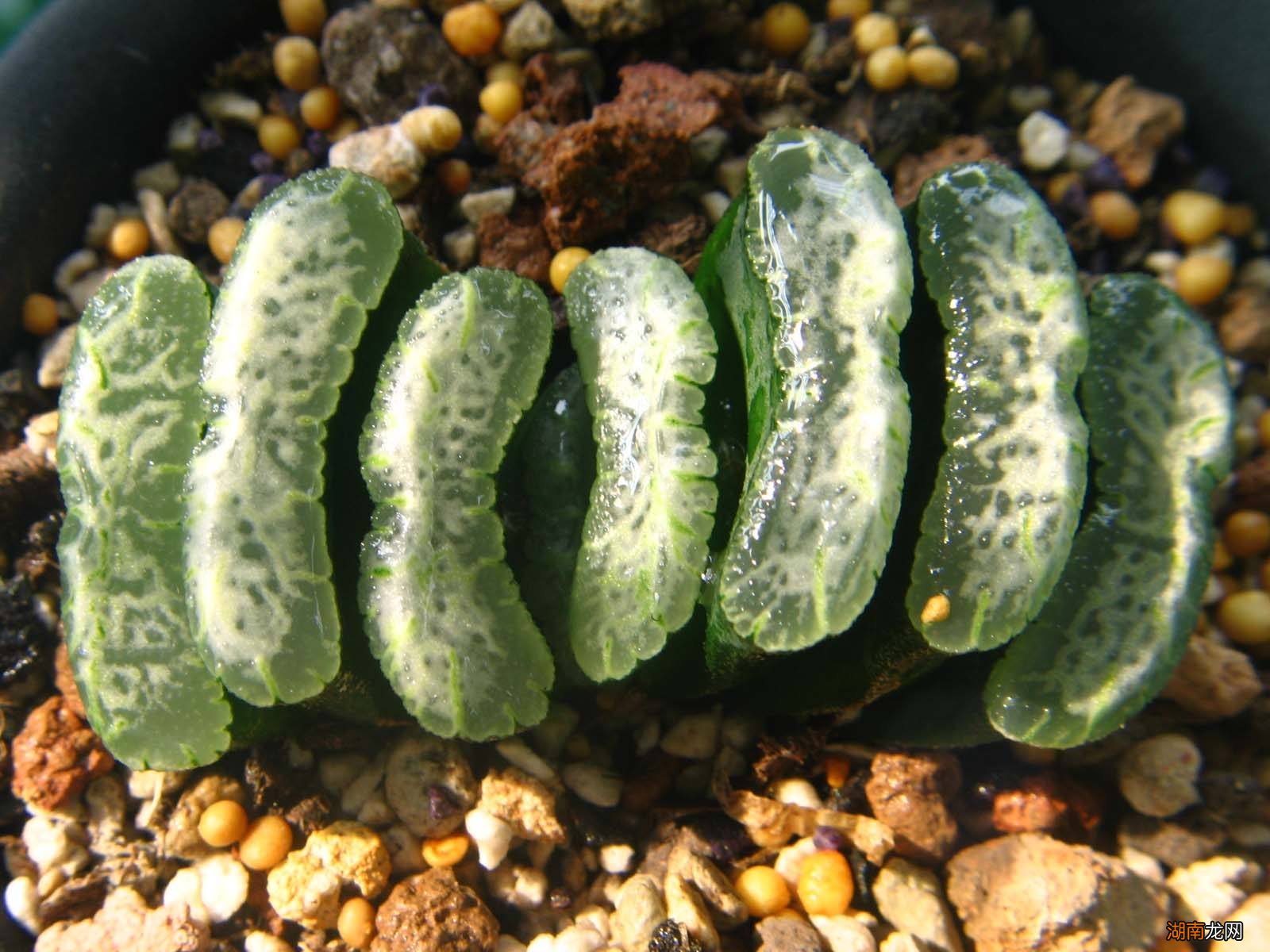 世界上多肉的贵货排名 最贵的多肉是什么品种图片