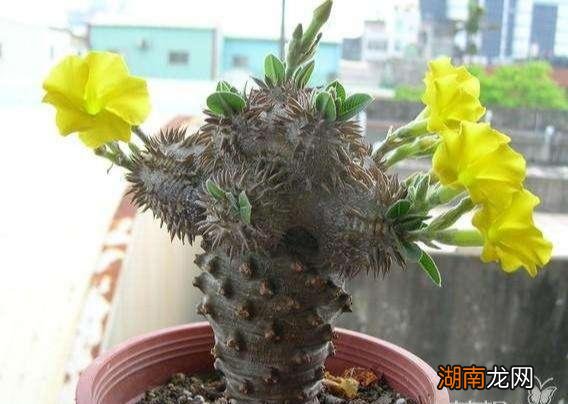 世界上多肉的贵货排名 最贵的多肉是什么品种图片