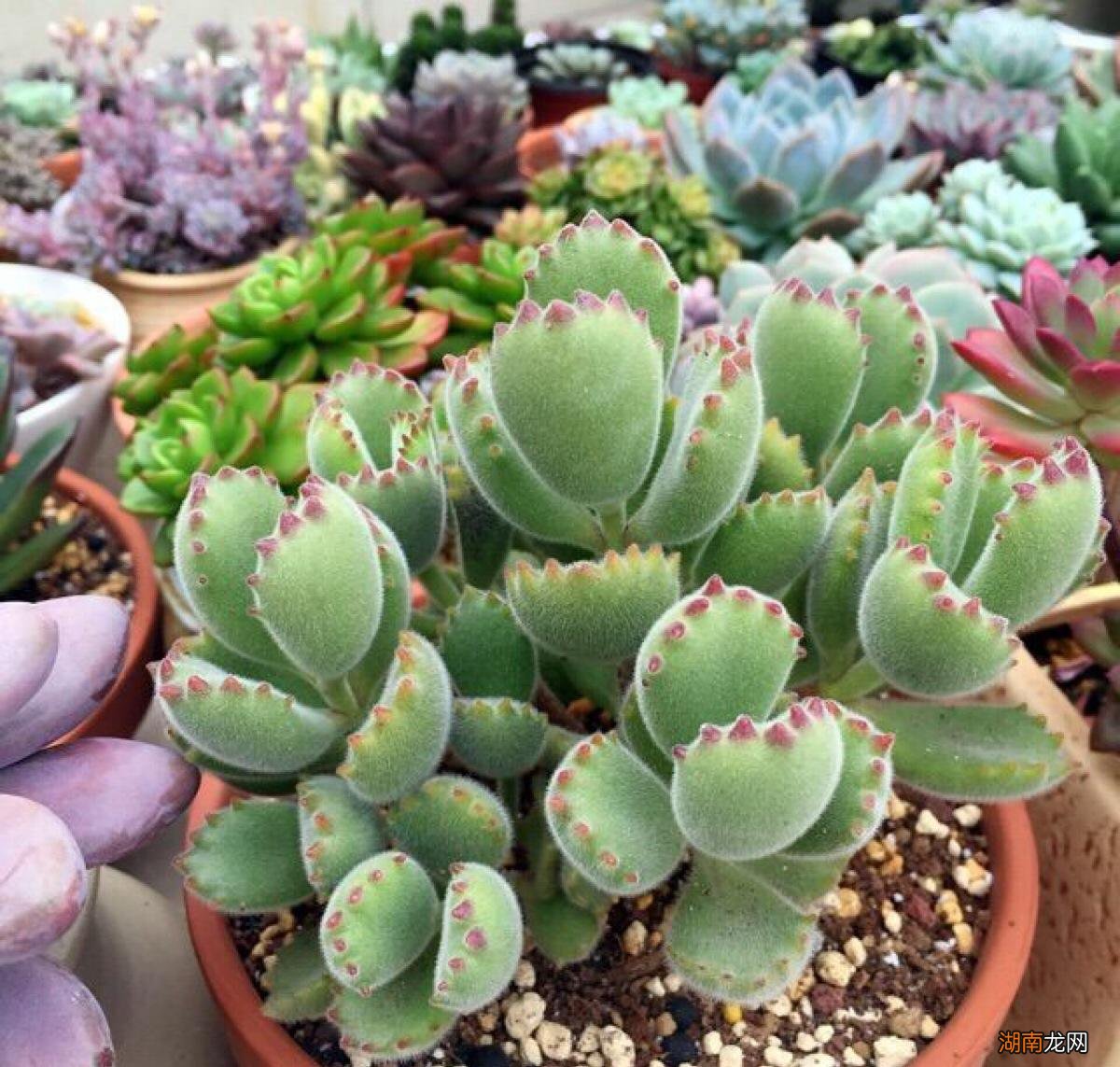 世界上多肉的贵货排名 最贵的多肉是什么品种图片