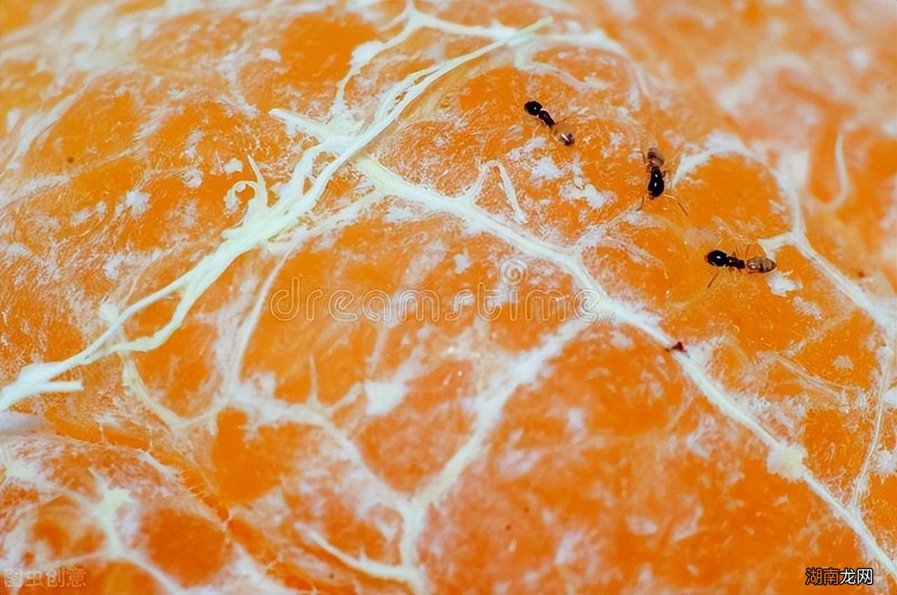 家里很多小蚂蚁如何消灭蚂蚁管用 室内有蚂蚁怎么能去根