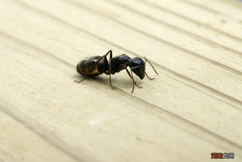 家里很多小蚂蚁如何消灭蚂蚁管用 室内有蚂蚁怎么能去根