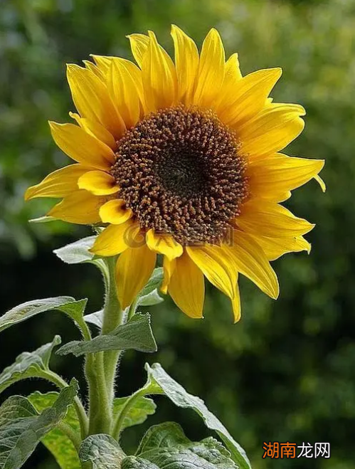 向日葵的象征意义和精神 向日葵代表什么花语