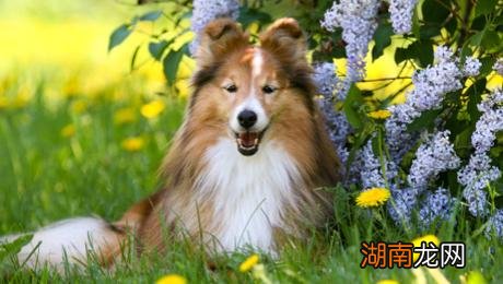 智商排名前10的宠物狗品种很聪明 狗狗智商排行榜前十名