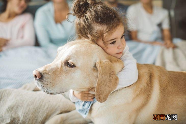 智商排名前10的宠物狗品种很聪明 狗狗智商排行榜前十名