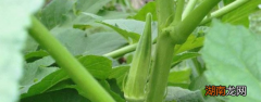 南北方播种秋葵的最佳时间及方法 秋葵什么时候种植最好