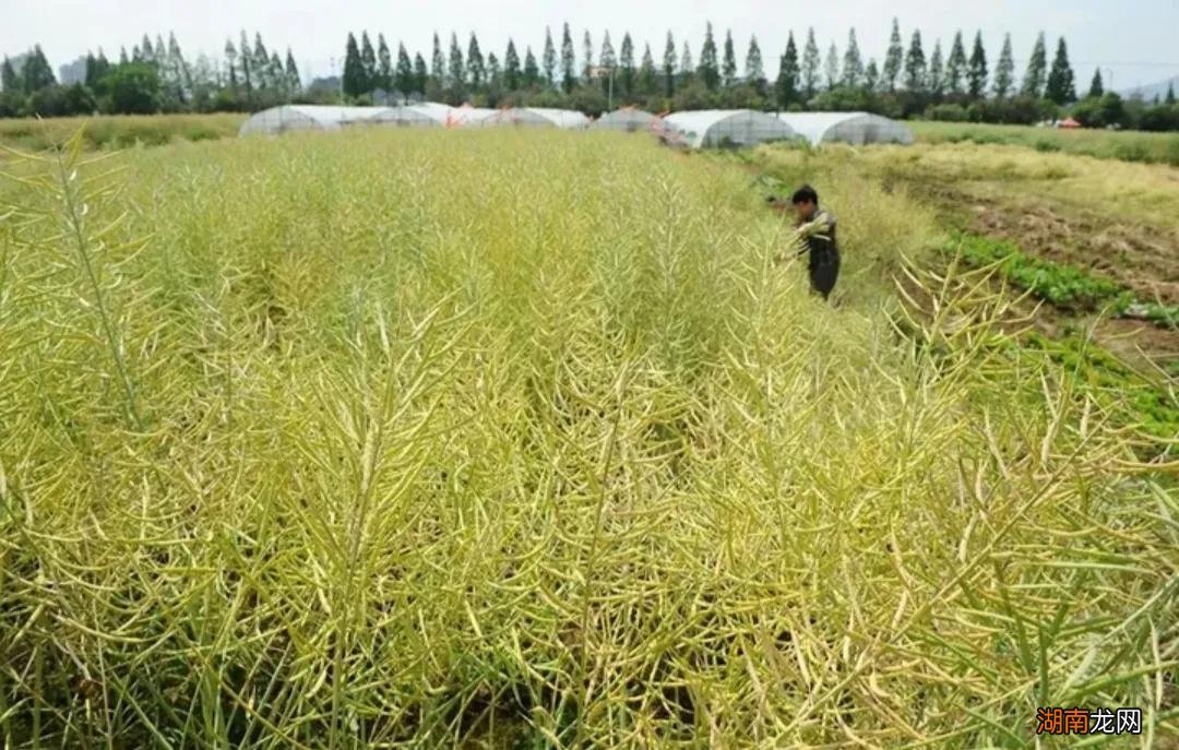 什么时候收割油菜产量最高 油菜成熟到什么程度可以收割