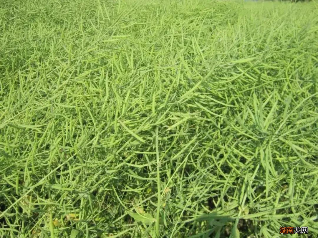 什么时候收割油菜产量最高 油菜成熟到什么程度可以收割
