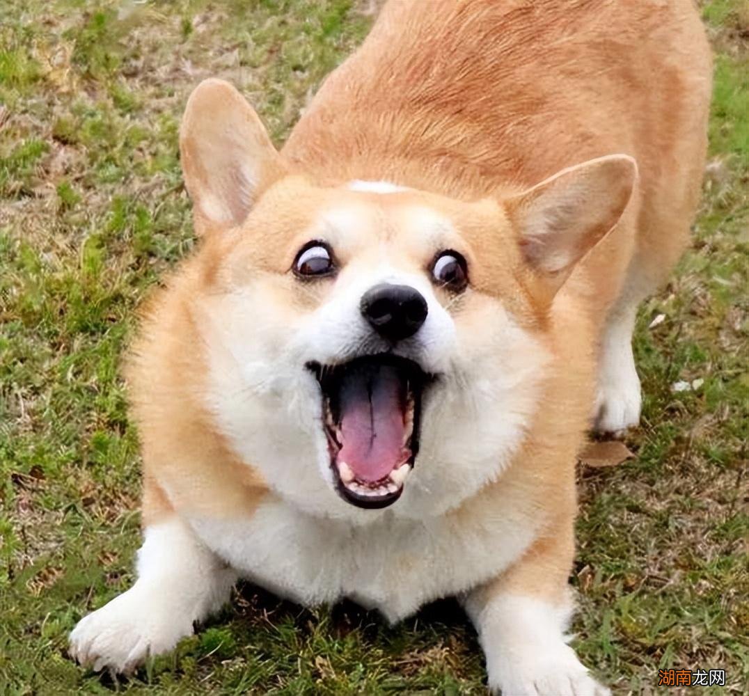 最贵的5种狗狗价格难以想象 世界最贵的狗排名第一的品种