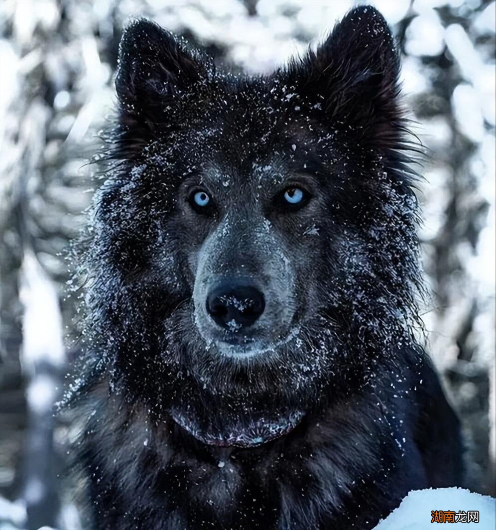 最贵的5种狗狗价格难以想象 世界最贵的狗排名第一的品种