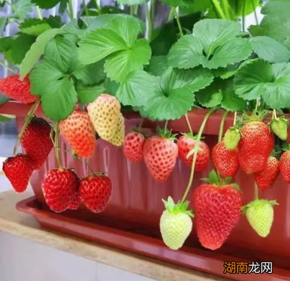 适合盆栽的果树品种及特点 适合盆栽的果树有哪些