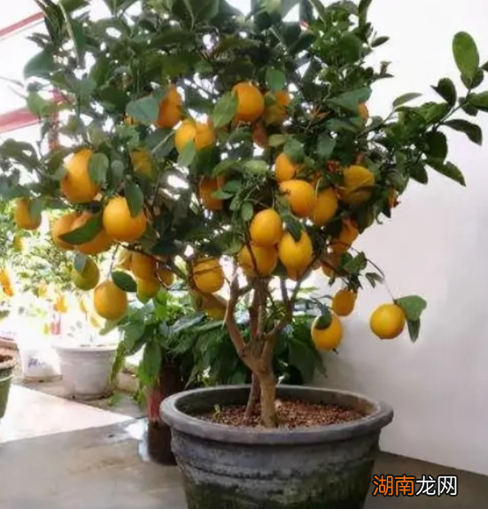 适合盆栽的果树品种及特点 适合盆栽的果树有哪些