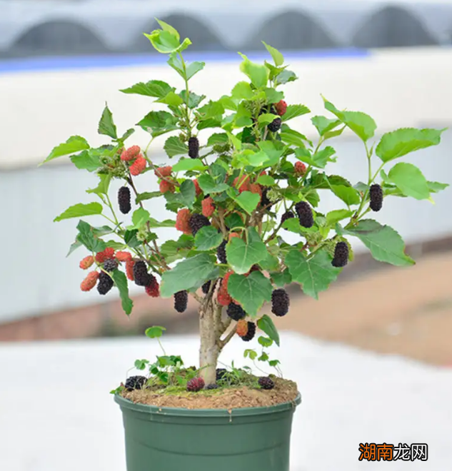 适合盆栽的果树品种及特点 适合盆栽的果树有哪些