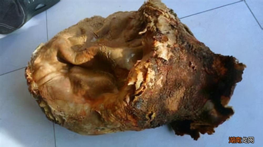 太岁究竟是什么东西 太岁到底是什么生物