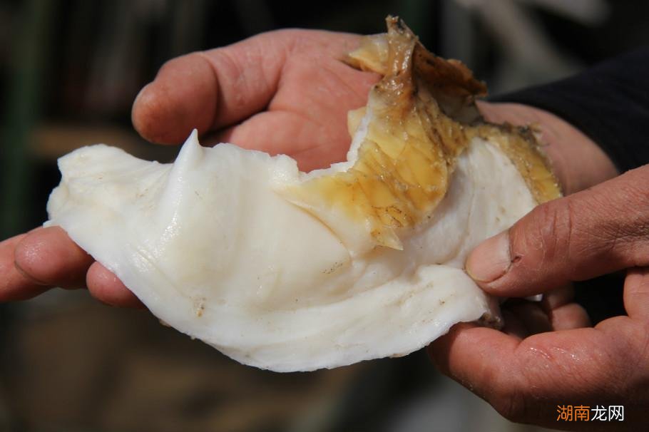 太岁究竟是什么东西 太岁到底是什么生物