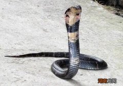 眼镜蛇是什么品种的蛇 眼镜蛇为什么叫眼镜蛇