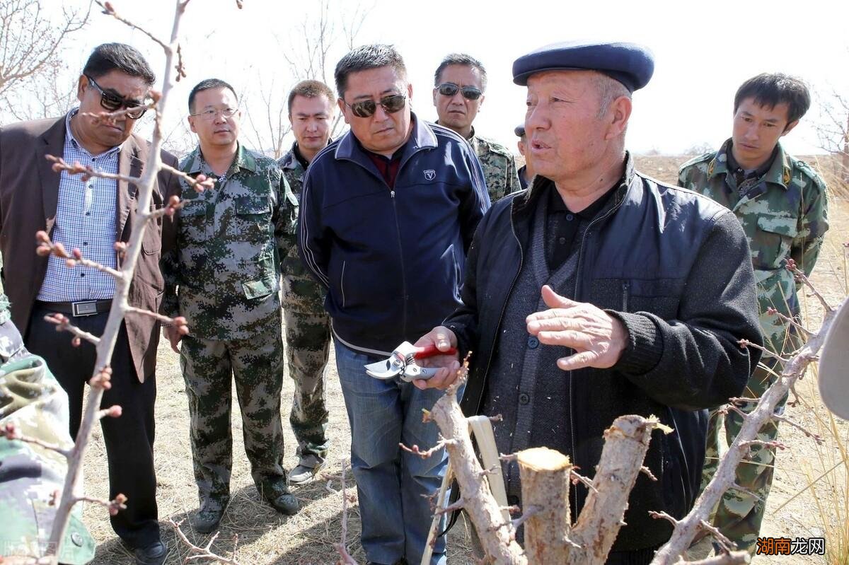 图解杏树的常见嫁接方法与步骤 杏树什么时候嫁接最好