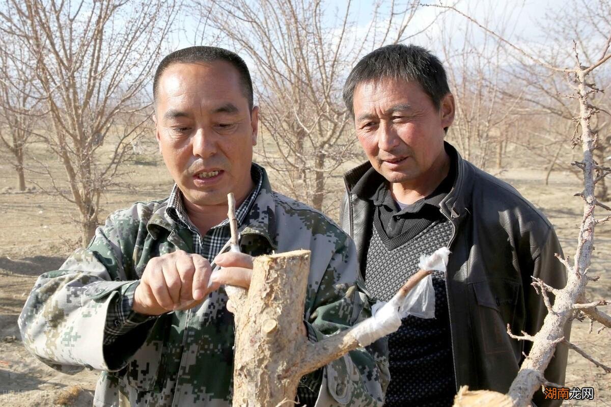 图解杏树的常见嫁接方法与步骤 杏树什么时候嫁接最好
