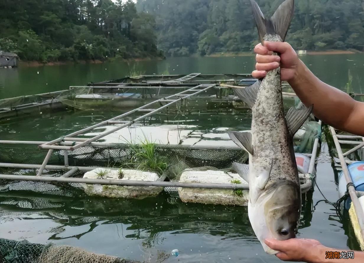 雄鱼长什么样子图片 湖南人说的雄鱼是什么鱼