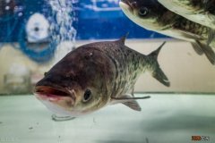 雄鱼长什么样子图片 湖南人说的雄鱼是什么鱼