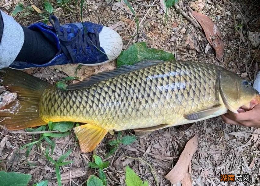 野钓鲤鱼技巧经验分享 鲤鱼是淡水鱼还是海水鱼
