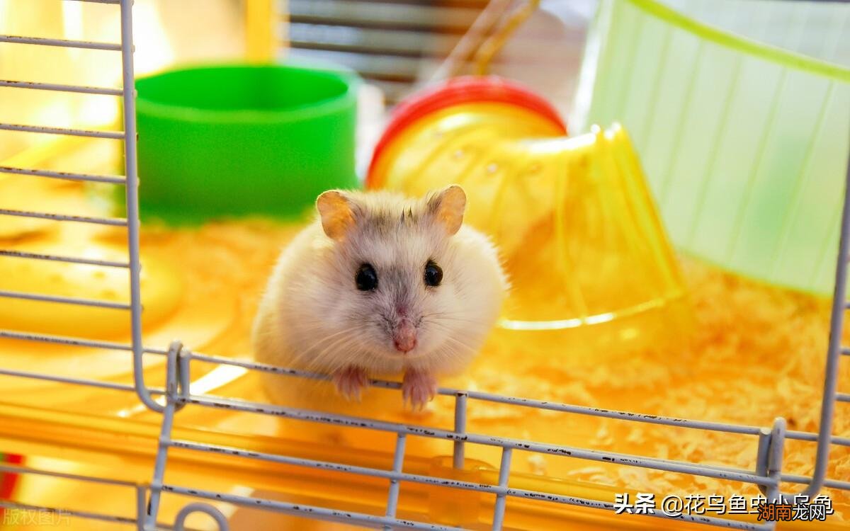 总结仓鼠的饲养方法及注意事项 新手养仓鼠必备知识