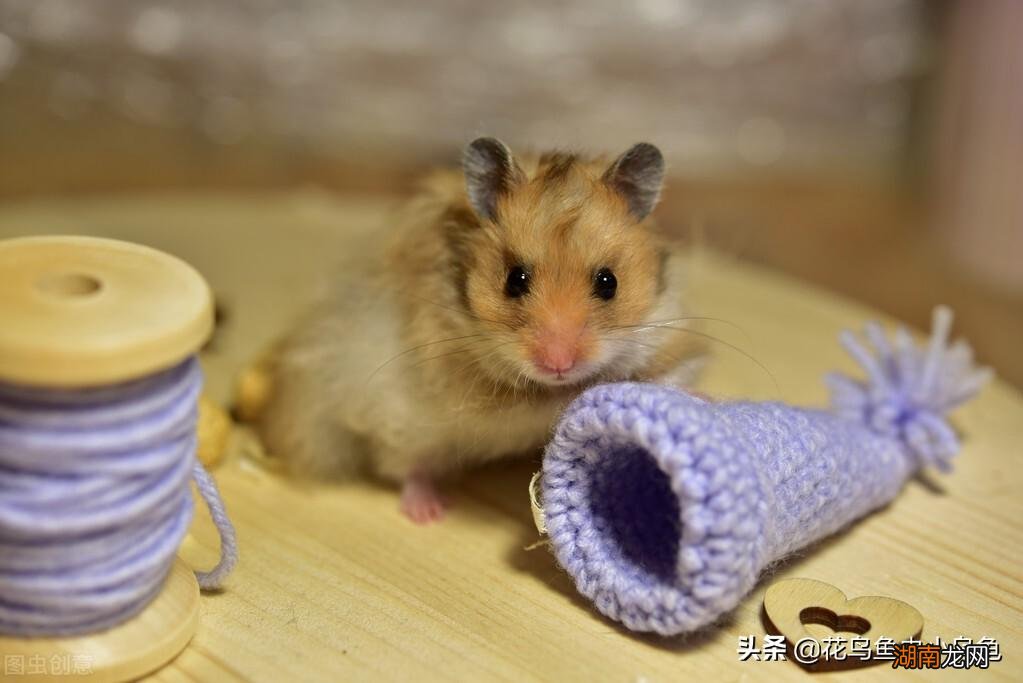 总结仓鼠的饲养方法及注意事项 新手养仓鼠必备知识