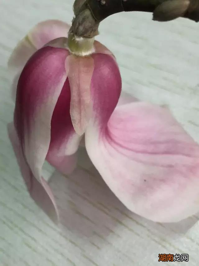 简单介绍几种常见玉兰花品种 玉兰花长什么样子图片