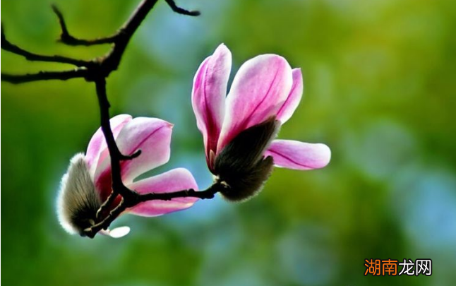 简单介绍几种常见玉兰花品种 玉兰花长什么样子图片