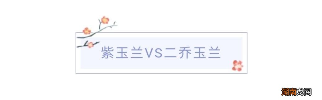 简单介绍几种常见玉兰花品种 玉兰花长什么样子图片