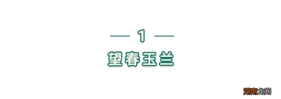 简单介绍几种常见玉兰花品种 玉兰花长什么样子图片