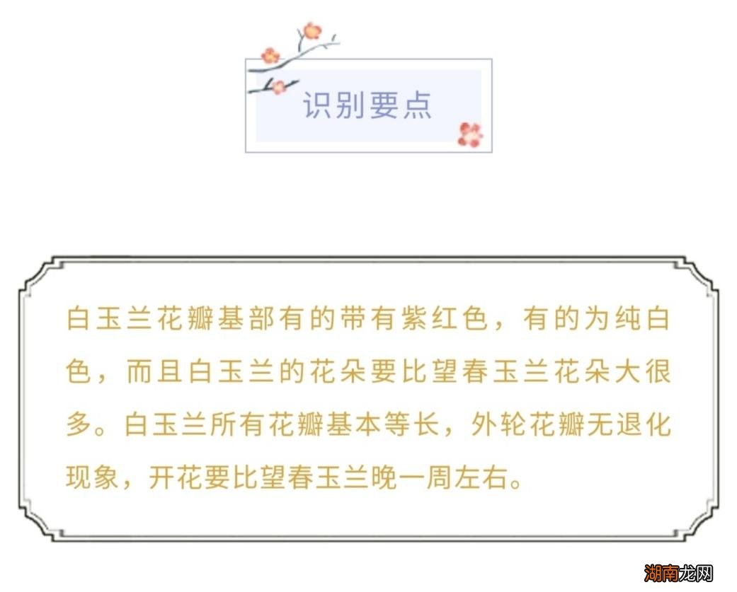 简单介绍几种常见玉兰花品种 玉兰花长什么样子图片