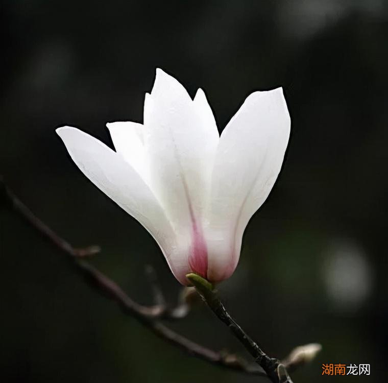 简单介绍几种常见玉兰花品种 玉兰花长什么样子图片