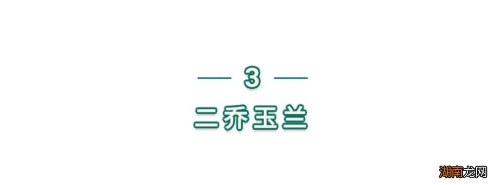 简单介绍几种常见玉兰花品种 玉兰花长什么样子图片