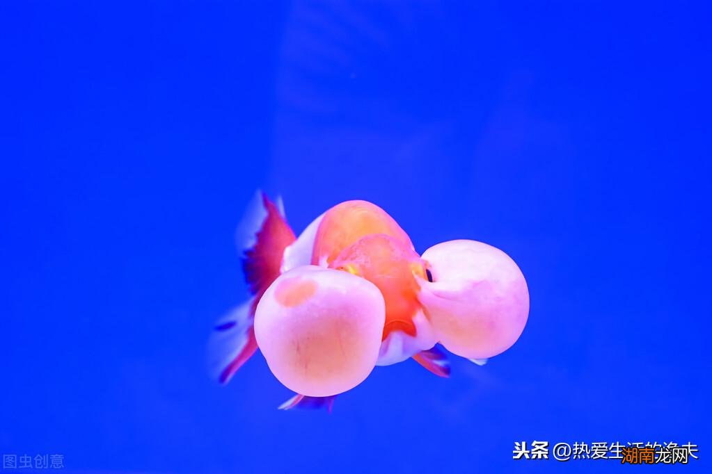 家里鱼缸哪种金鱼好看又好养 什么金鱼最好养活不容易死