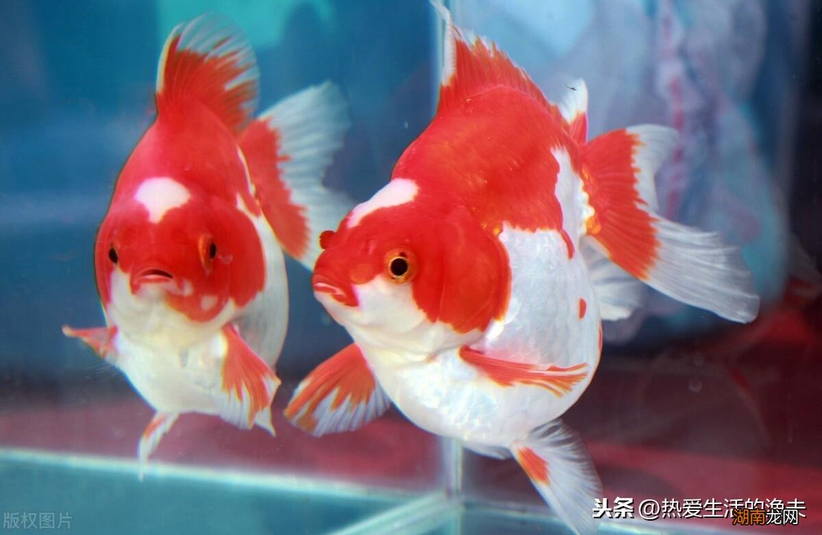 家里鱼缸哪种金鱼好看又好养 什么金鱼最好养活不容易死