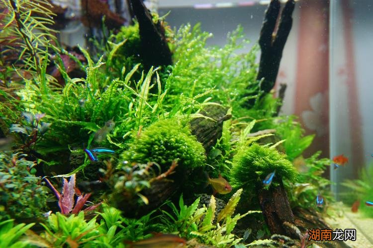 草缸适合养的好养活又漂亮小鱼 草缸养什么鱼比较好看