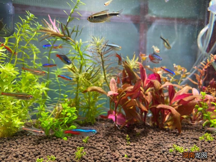 草缸适合养的好养活又漂亮小鱼 草缸养什么鱼比较好看