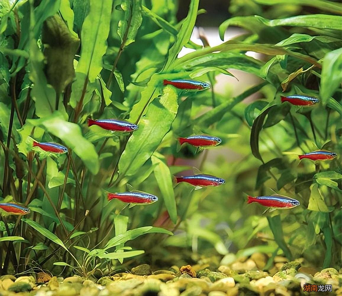 草缸适合养的好养活又漂亮小鱼 草缸养什么鱼比较好看