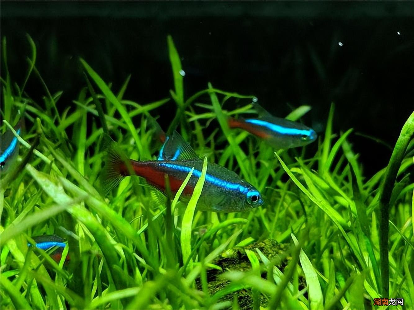 草缸适合养的好养活又漂亮小鱼 草缸养什么鱼比较好看