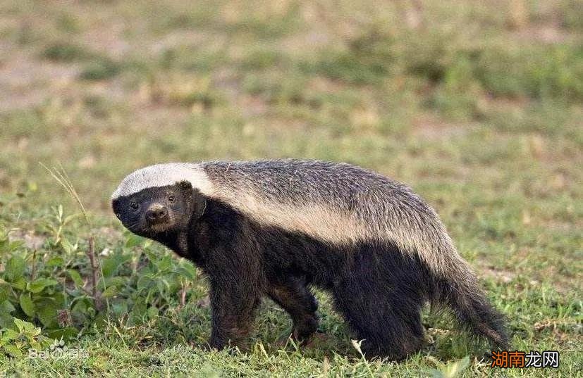 平头哥是怎样的动物 平头哥的梗是什么意思
