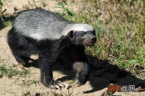 平头哥是怎样的动物 平头哥的梗是什么意思