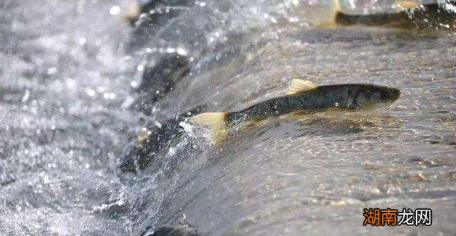 我国青海湖禁渔10年最大鱼有多大 中国最大咸水湖的名字