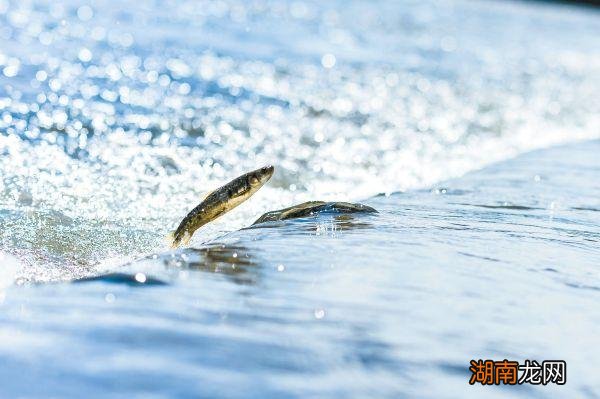我国青海湖禁渔10年最大鱼有多大 中国最大咸水湖的名字